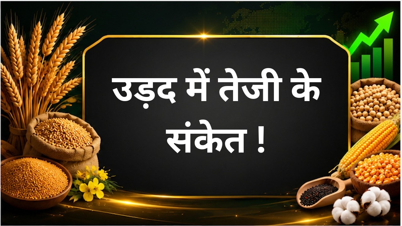 उड़द में तेजी के संकेत ! #chana #pulses #tuar #masur #moong #production #consumption