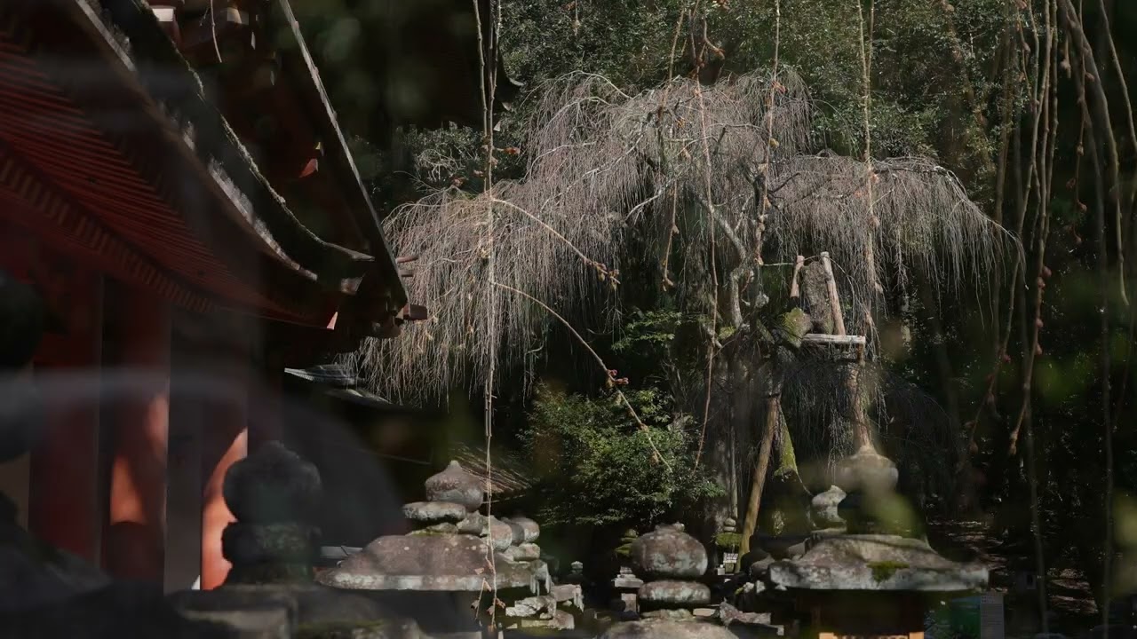 飛火野(有明の月)＆南門の枝垂れ桜(蕾)