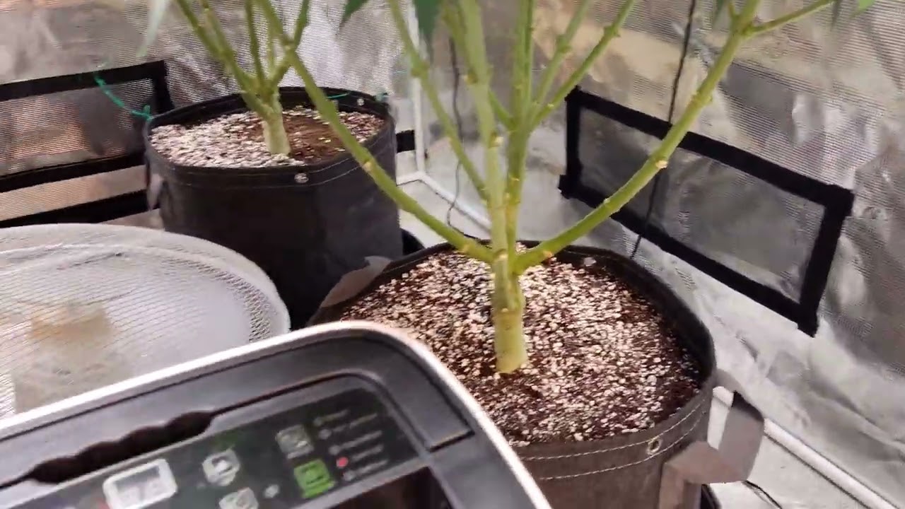 How I get 6oz PER PLANT! + update on Mimosa X Orange Punch + Herbies Gorilla glue & Big Devil Autos!