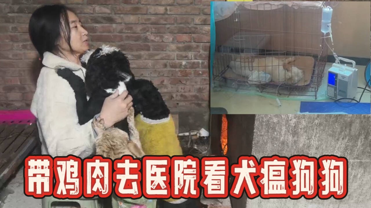 2026-1-24 Aunt He from Tianjin and her stray dog 今天给医院的狗狗做一些营养餐送过去，看看它们怎么样了。
