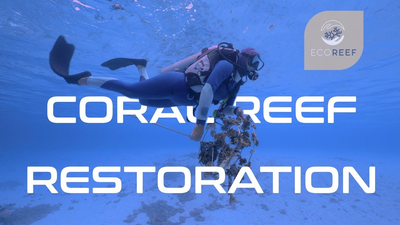 Restauration de récifs coralliens - Arbres a corail - Eco Reef Moorea