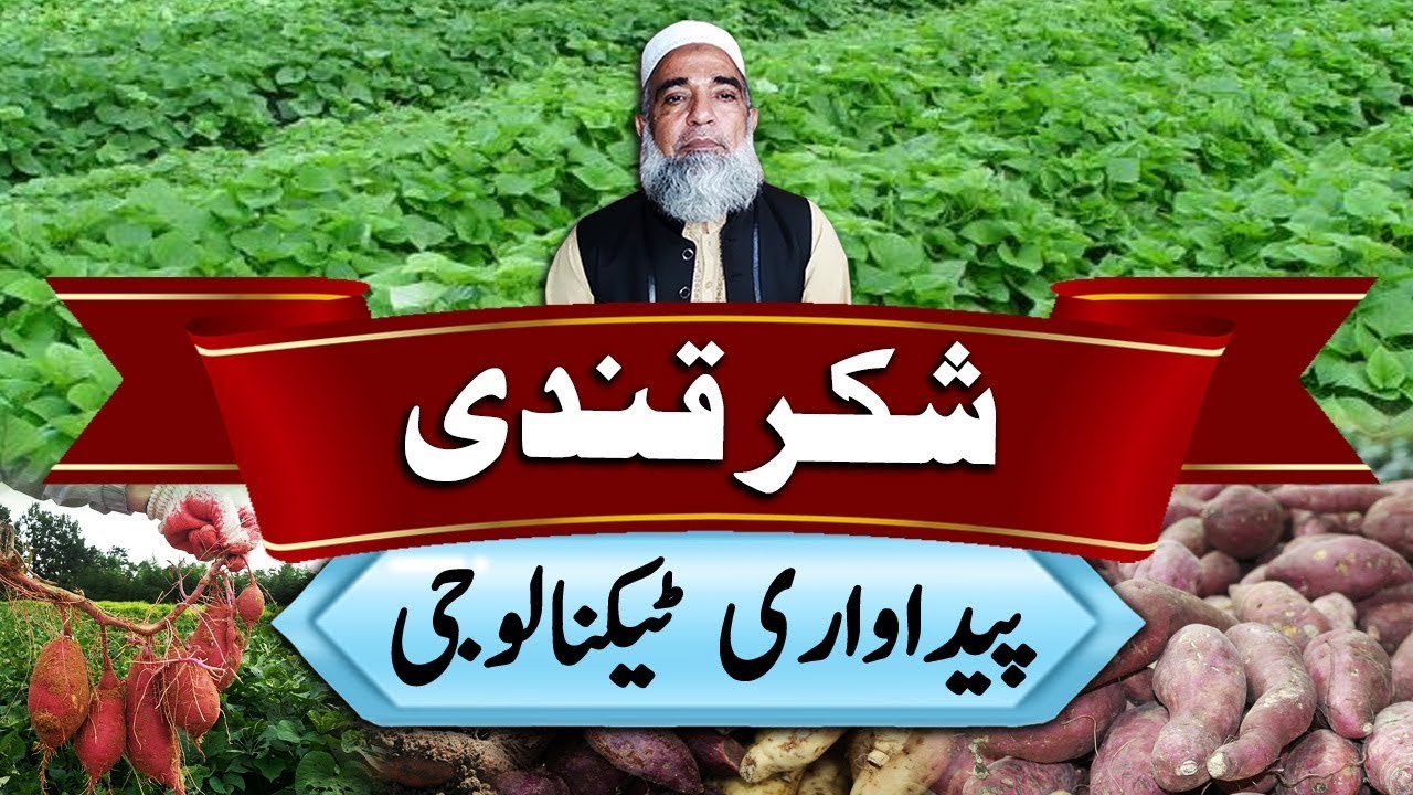 Production Technology of Sweet Potato || Crop Reformer