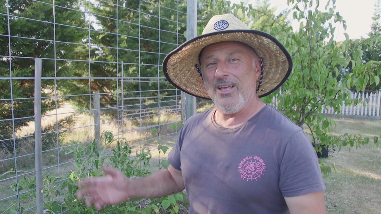 My Tomatoes After A Sudden Heat Wave