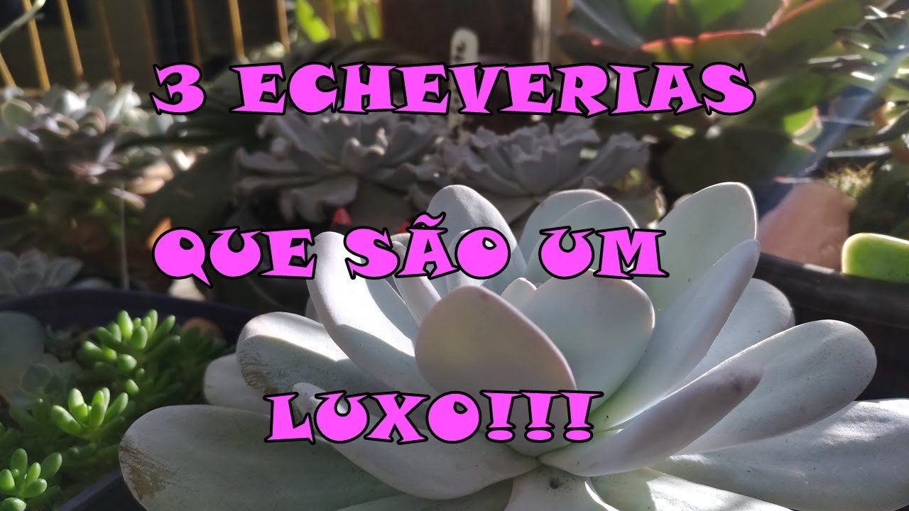 3 echeverias branquinhas identificadas.