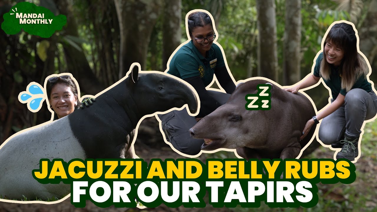 Mandai Monthly - Our tapirs can't seem to resist a good belly rub!