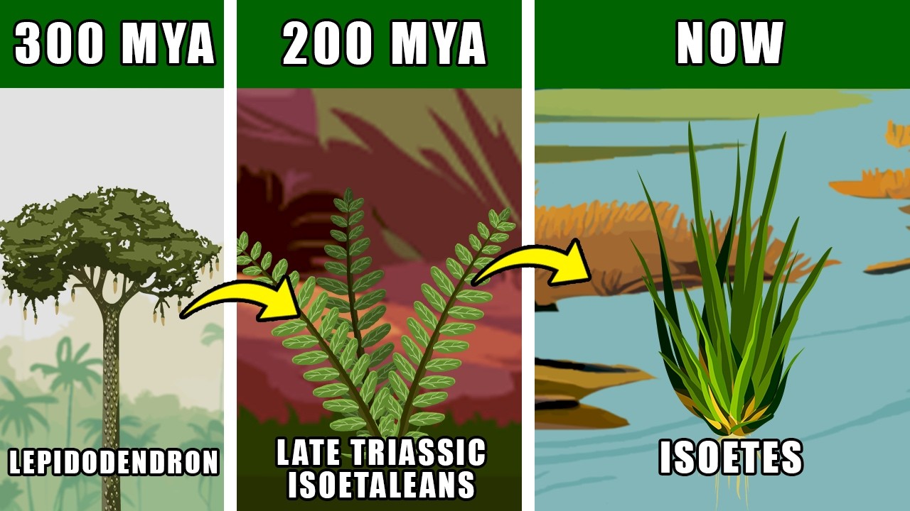 Lepidodendron Family Tree Evolution: Modern and Ancestor Family Speciee of Lepidondendron
