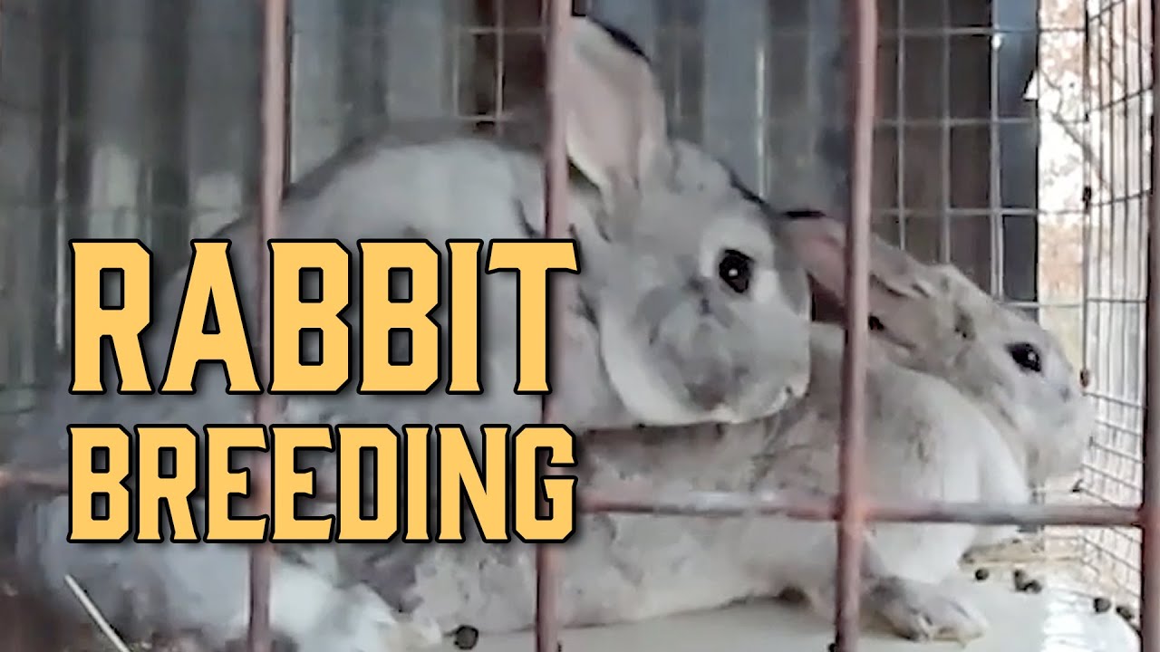 Rabbit Breeding - 2.10.2025
