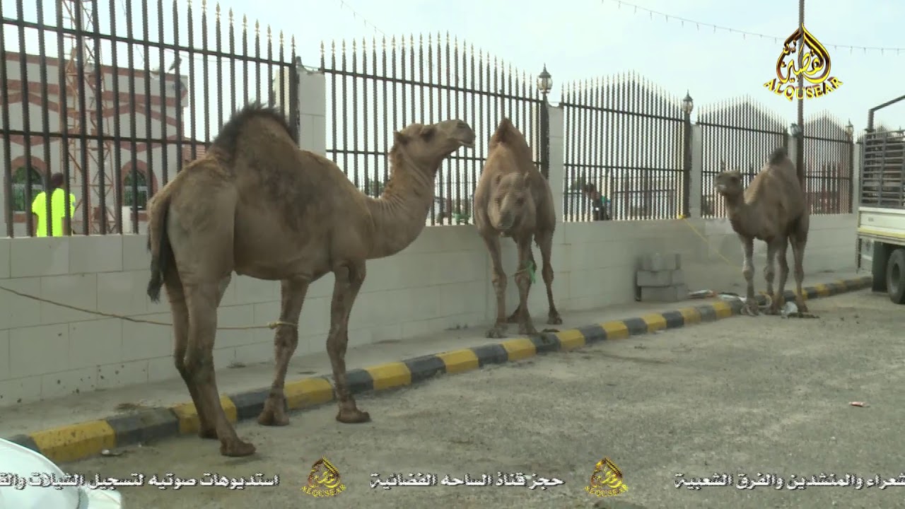حفل زواج الأستاذ نواف نايف الجعيد والأستاذ مصلح نايف الجعيد  الجزء الاول