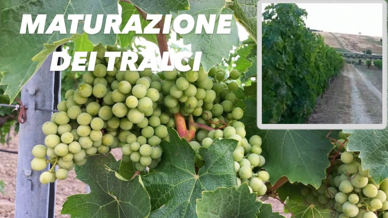 MATURAZIONE dei TRALCI