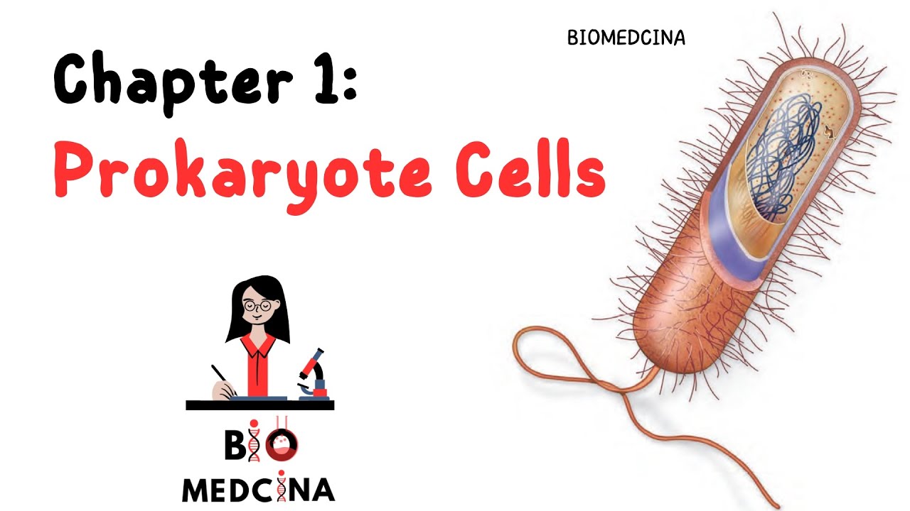 L1 بيولوجي باللغة الانجلزية  (Prokaryote cell )شرح مبسط
