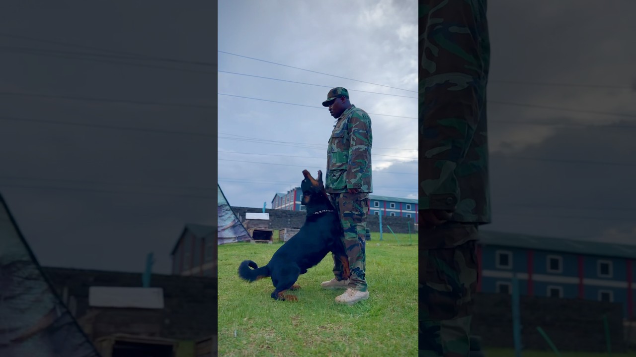 Kenya military dogs on training 