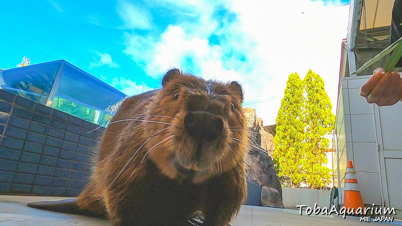 《鳥羽水族館》ビーバーの「シーポン」散歩　Part3  Walk-tour guided by Sepon, the beaver  Vol.3