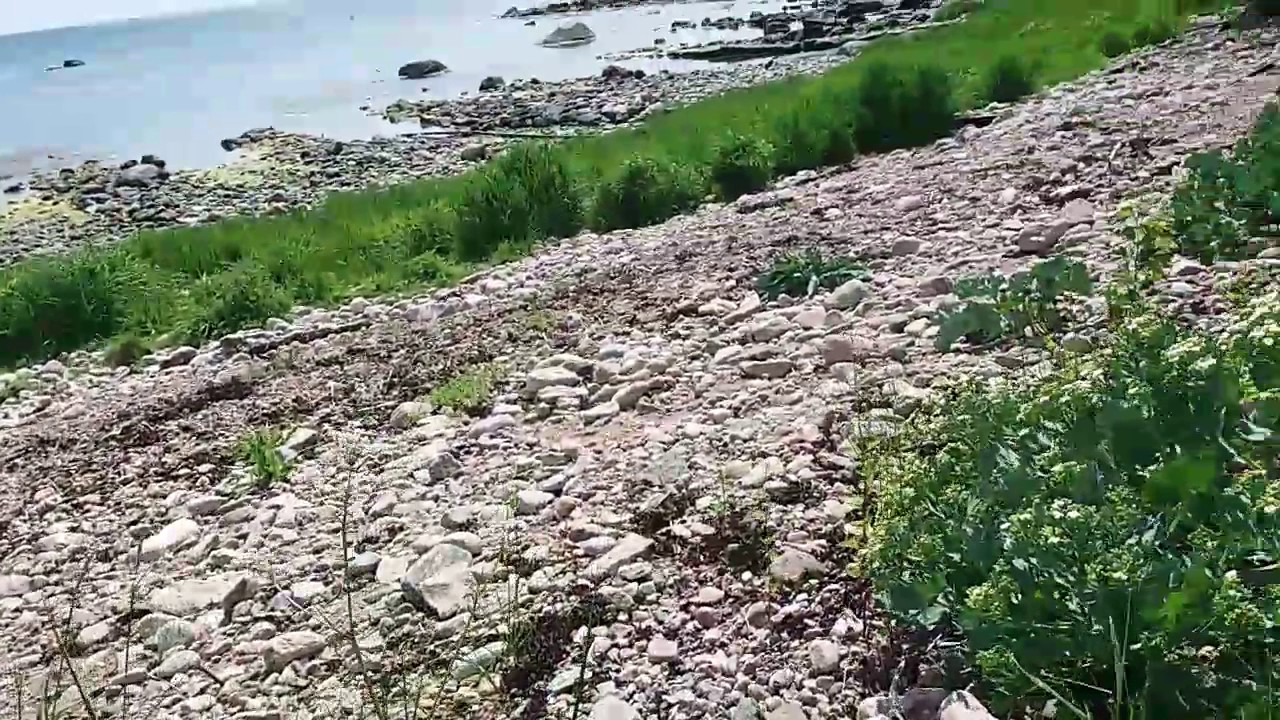 Standk&aring;l gratis mat i naturen.