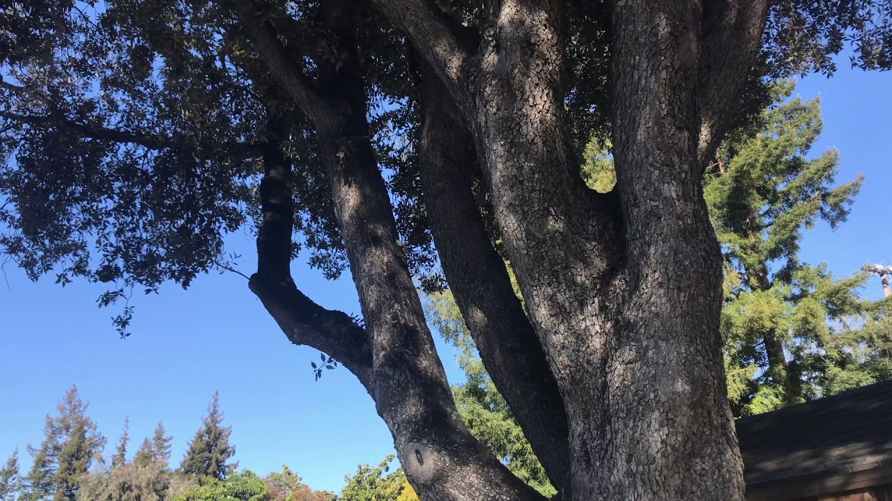 Holly Oak (Quercus ilex)