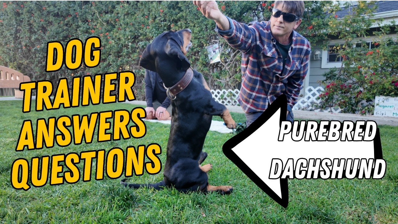 The Truth About Your Dog’s Behavior