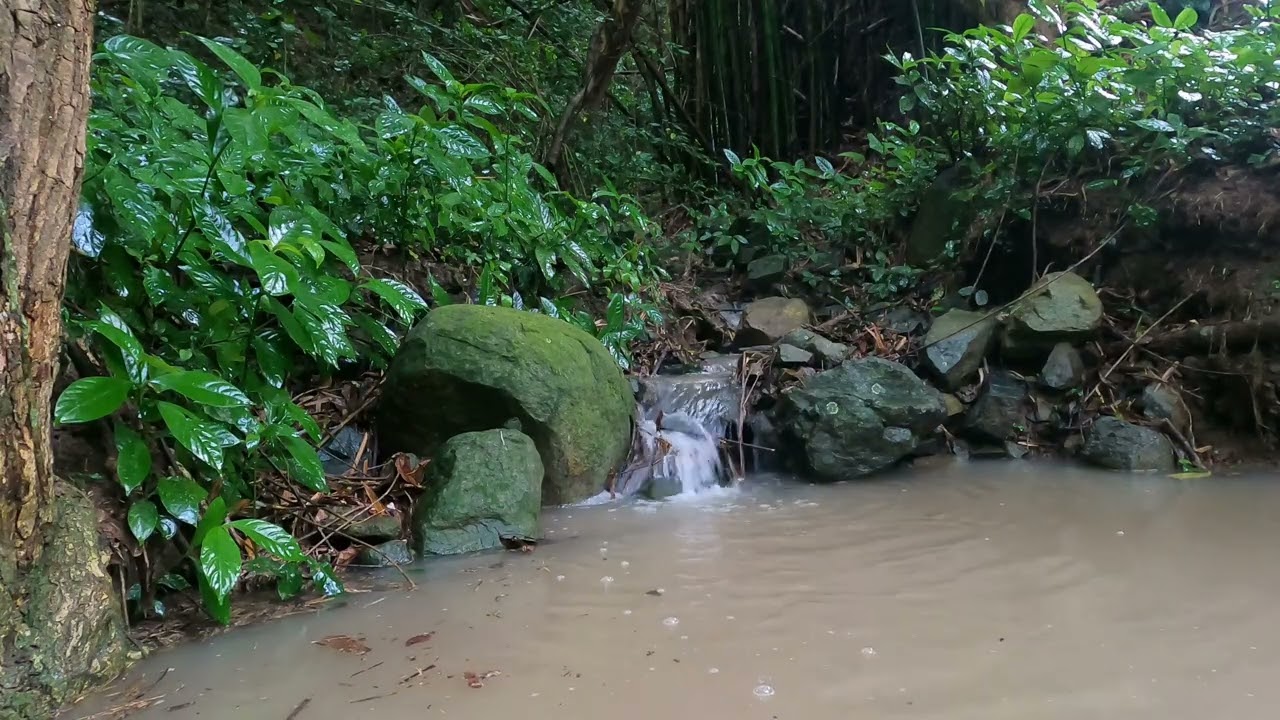 Relaxing Rainforest Waterfall After Rain 🌧️ | Puerto Rico Jungle Sounds for Sleep & Relaxation