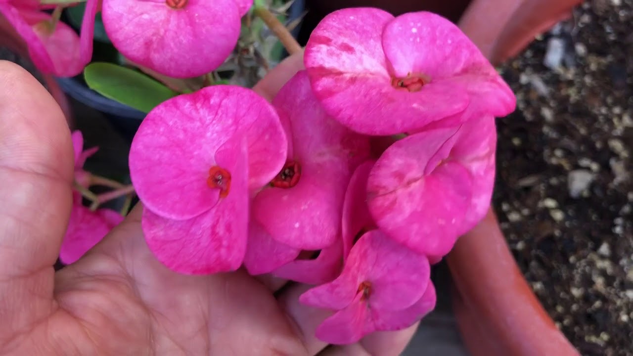 De semilla Bellas y Unicas, Coronas de Cristo