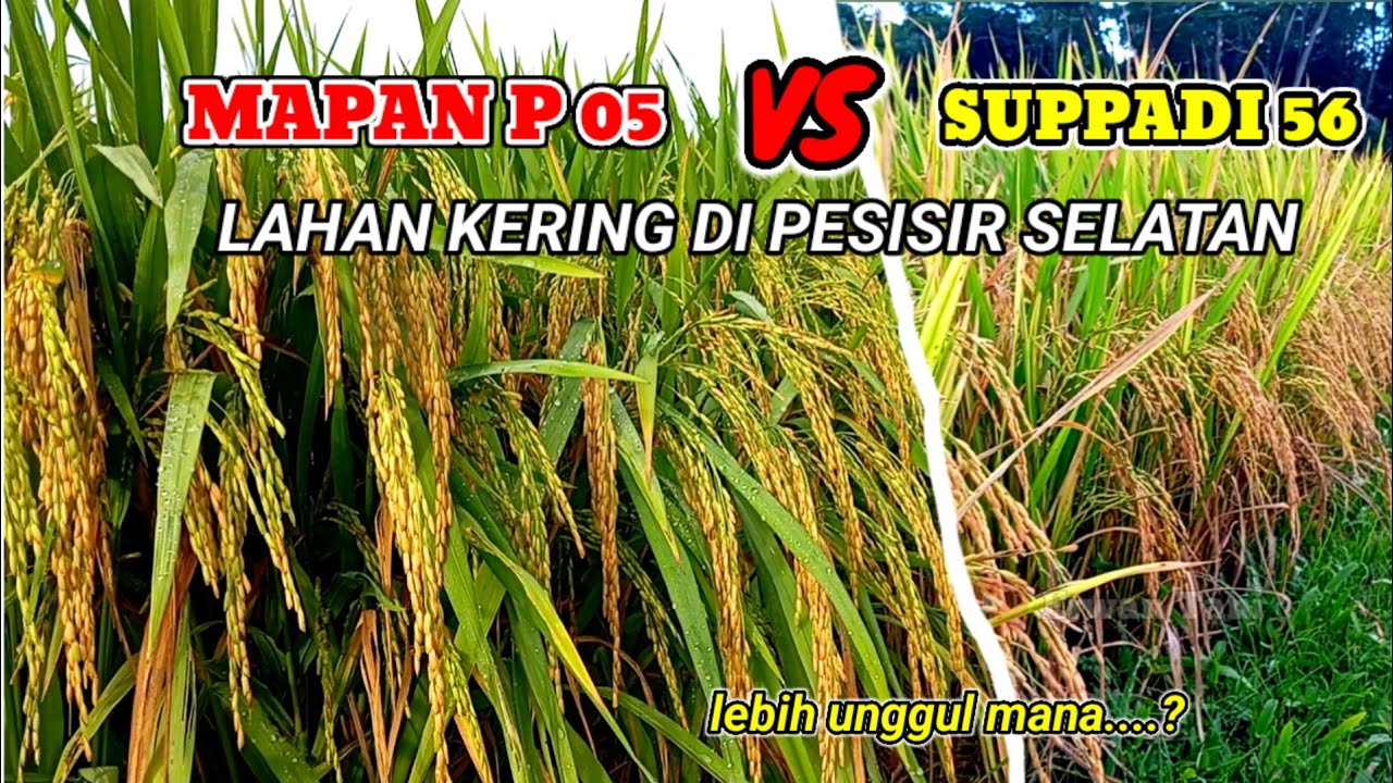 MAPAN P 05 VS SUPPADI 56 || PADI HIBRIDA DI LAHAN KERING