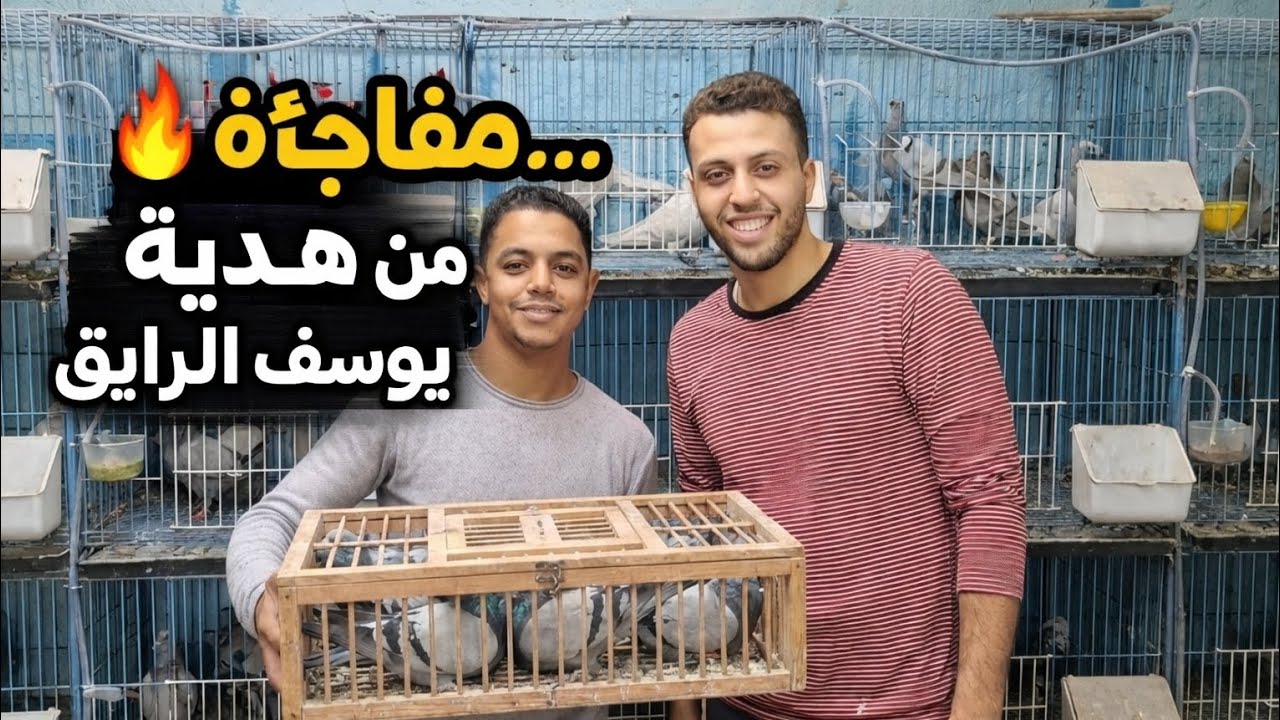 يوسف الرايق جابلي حمام من العيار التقيل! 💥🕊️(شوف عملت ايه علشان ادخلو السلاكة )👌