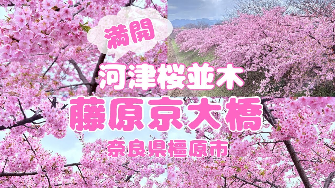 藤原京大橋の河津桜並木をぶらり散歩/奈良県橿原市/nara/japan