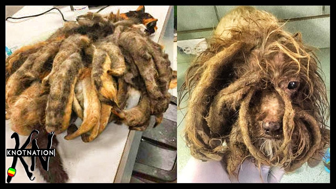 Neglected Dreadlocks on Dogs & Cats Reaction