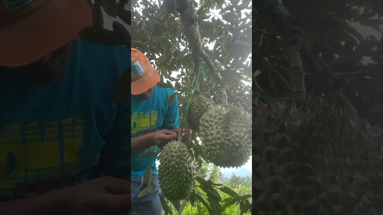 Panen perdana durian Bawor