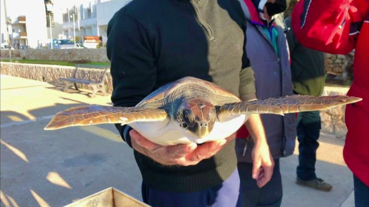 Torre Guaceto, salvate tre tartarughe, tra loro anche una specie rara