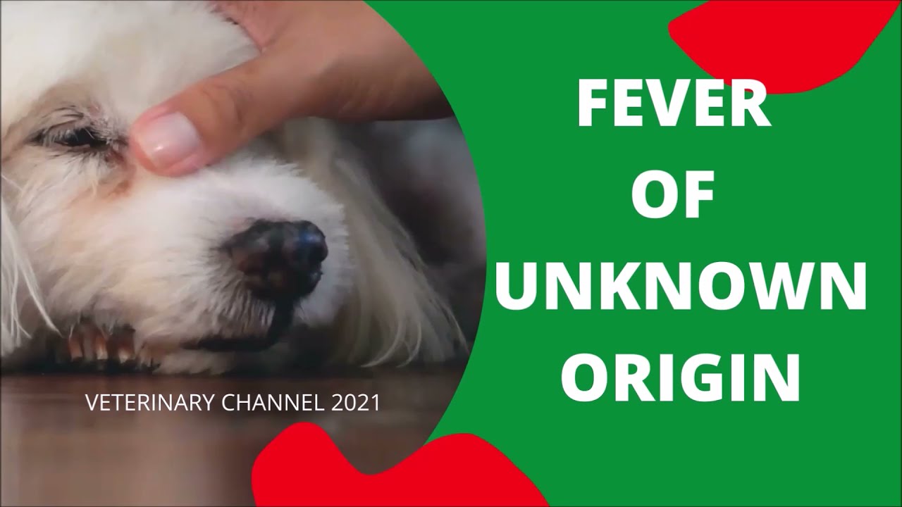 Veterinary Internal Medicine: The Causes, Diagnosis, And Treatment Of Fever Unknown Origin In Dogs