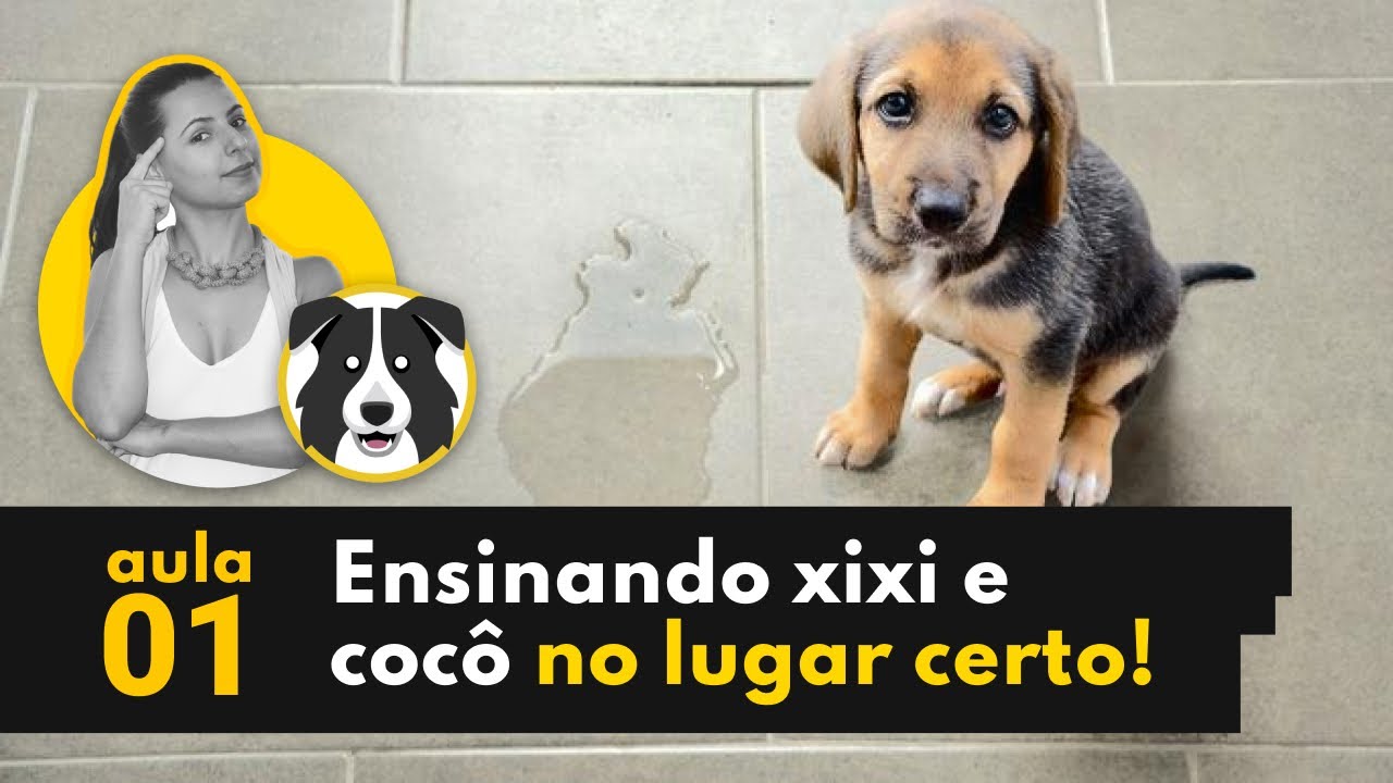 XIXI E COCÔ NO LUGAR CERTO! - COMO ENSINAR O CACHORRO?
