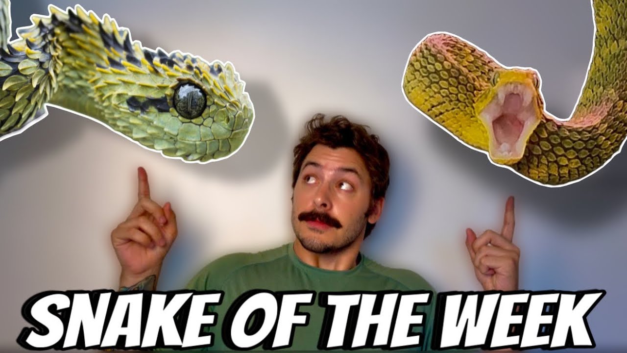 SNAKE OF THE WEEK: AFRICAN BUSH VIPER