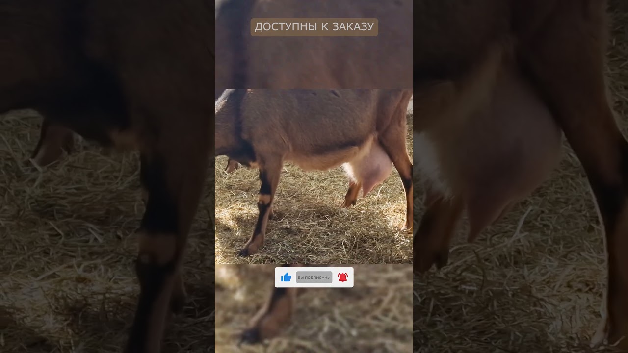 Лучшая молочная порода коз - Альпийская!
