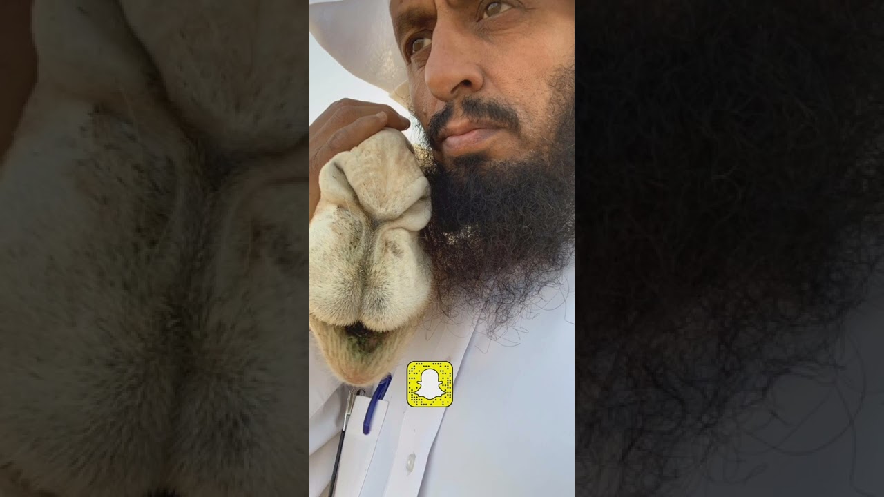 تجهيز الضرايب قبل موعد الضراب