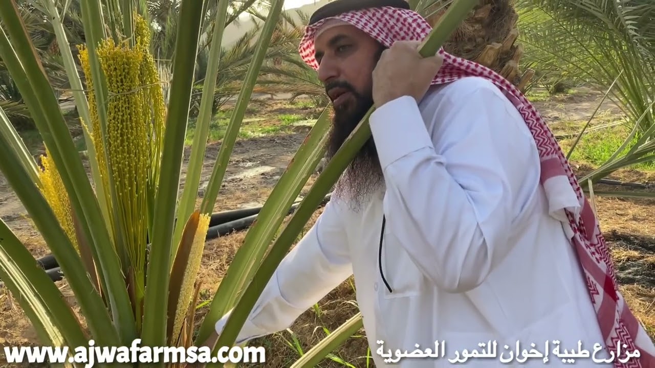 فيديو (١) توثيق مراحل تطور ثمار النخيل لغير المزارعين - عجوة المدينة - مرحلة عقد الثمار - ١٧-٣-٢٠٢٢