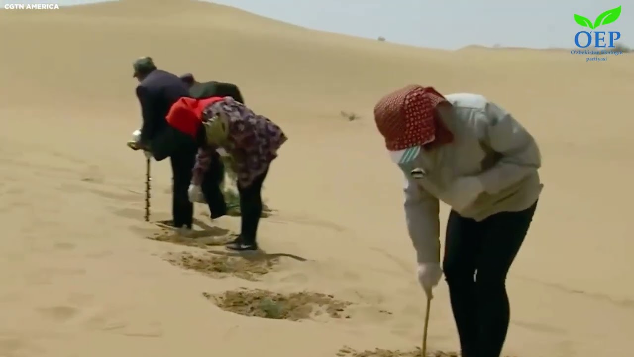Cho‘llanishga qarshi kurashishda quyonlar katta samara berishini bilarmidingiz?