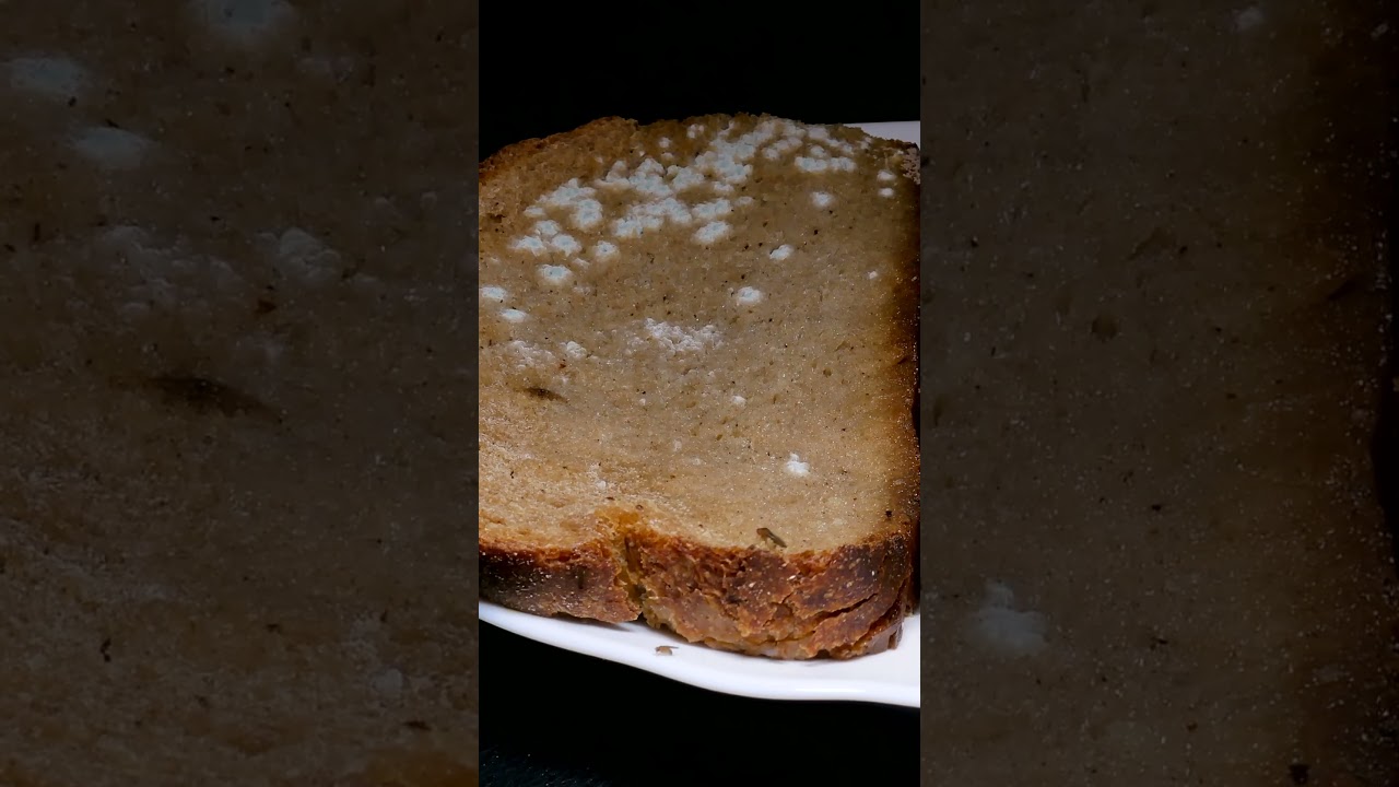 Bread Spoilage Timelapse 🍞🤍