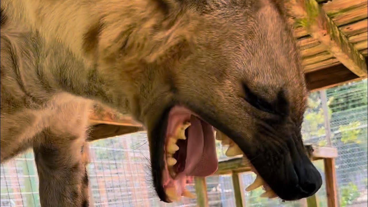 HYENA BOOPS
