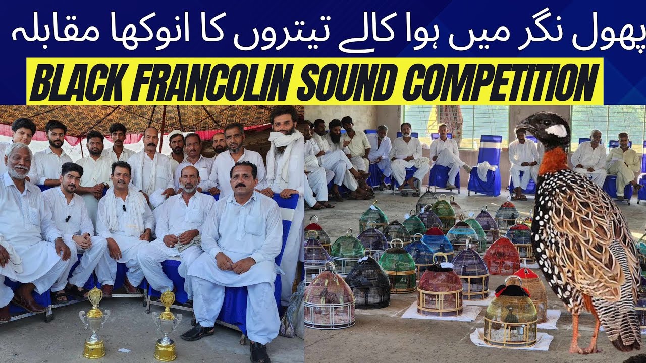 Kaly Teetro Ka Muqabla|Black Francolin Sound Competition 2024|Kala Teetar Chakri|Pet interest|