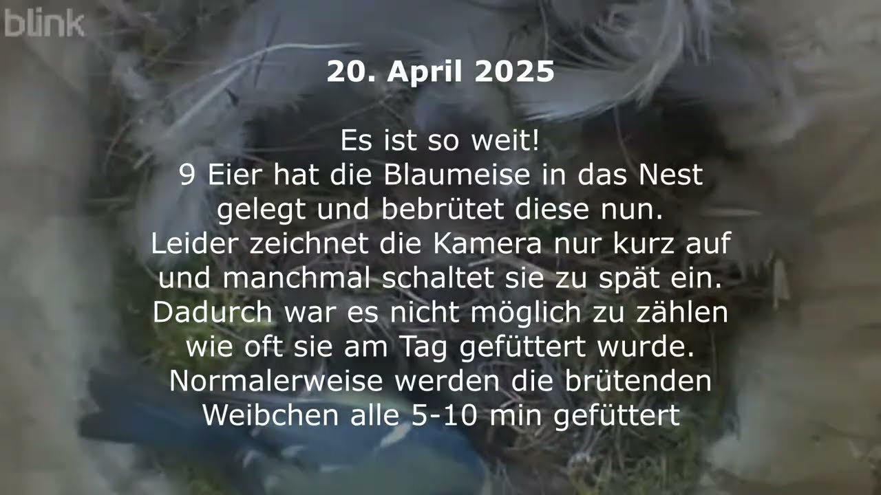 Blaumeisenbrut im selbstgebauten Nistkasten