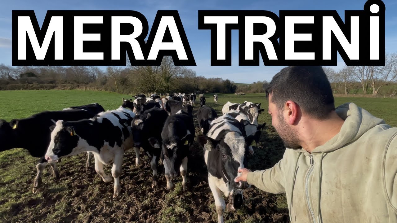 Genç Düvelerin Saygılı Davranışları, Sığır Olmak Onlara Yakışıyor. 🐮