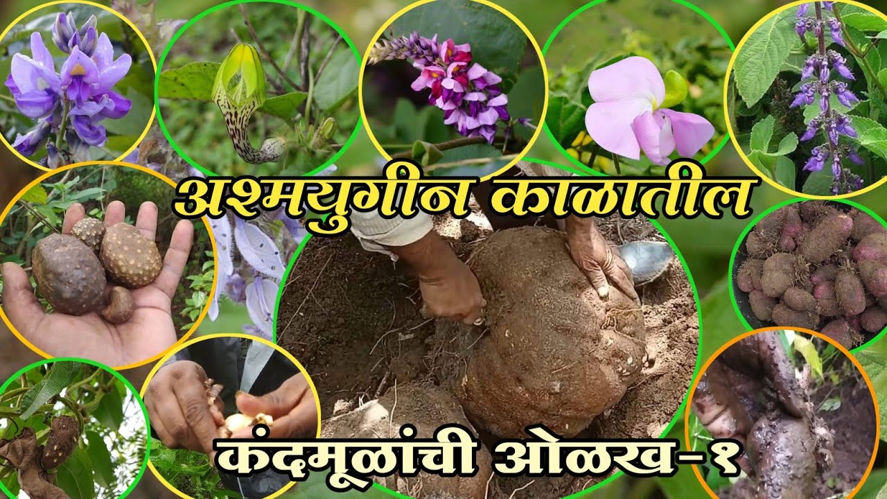अश्मयुगीन काळातील कंदमुळांची ओळख।उडद्या हालुंदा। हमन कंद। दुर्मिळ कंदमुळांची ओळख।रानमेवा व रानभाज्या