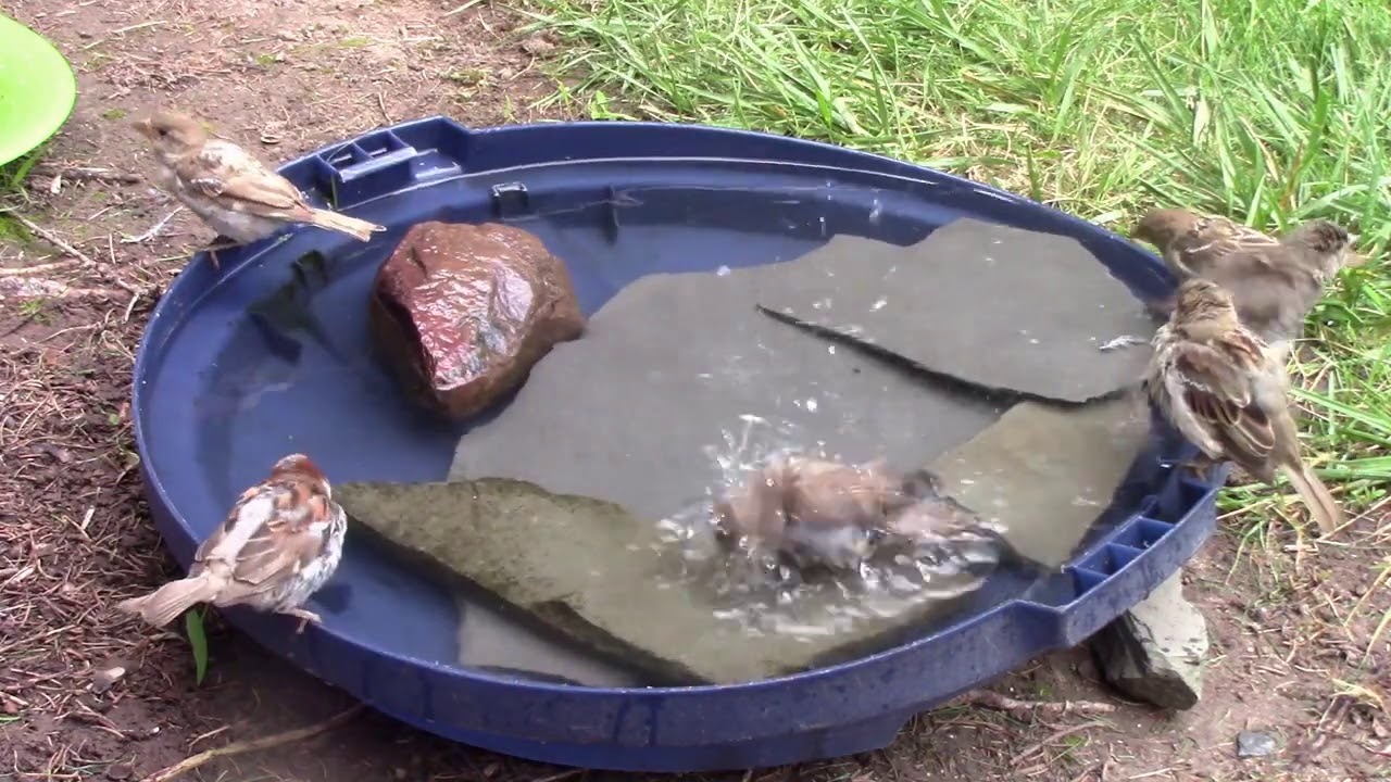 Sparrow Bird Bath Party