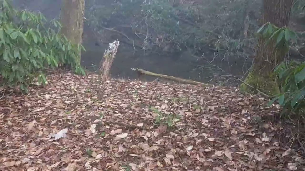 Чудесное утро. Встреча с цаплей. A wonderful morning. An encounter with a heron.