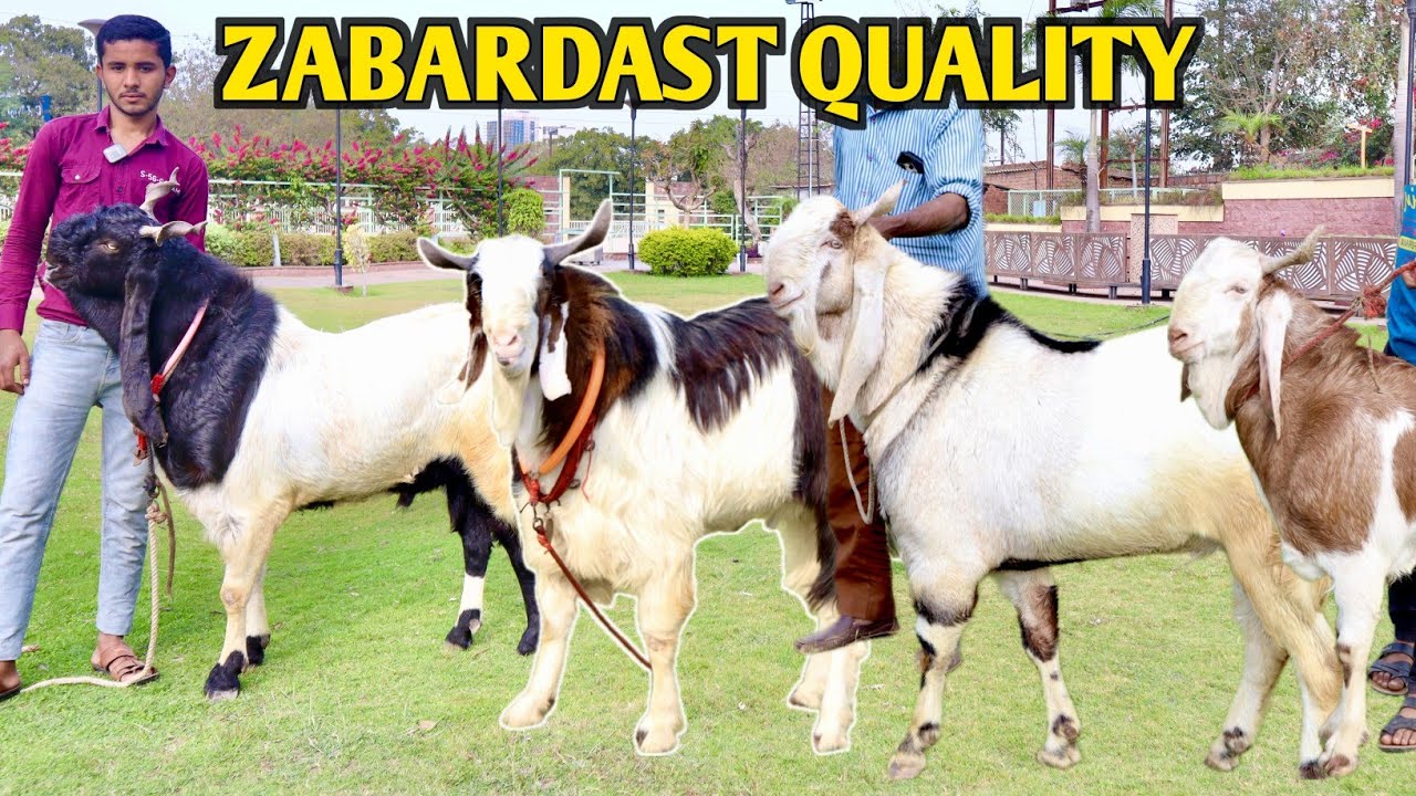 Zabardast Quality Ke Kota Malwa Bakre At Bhaiya Goat's
