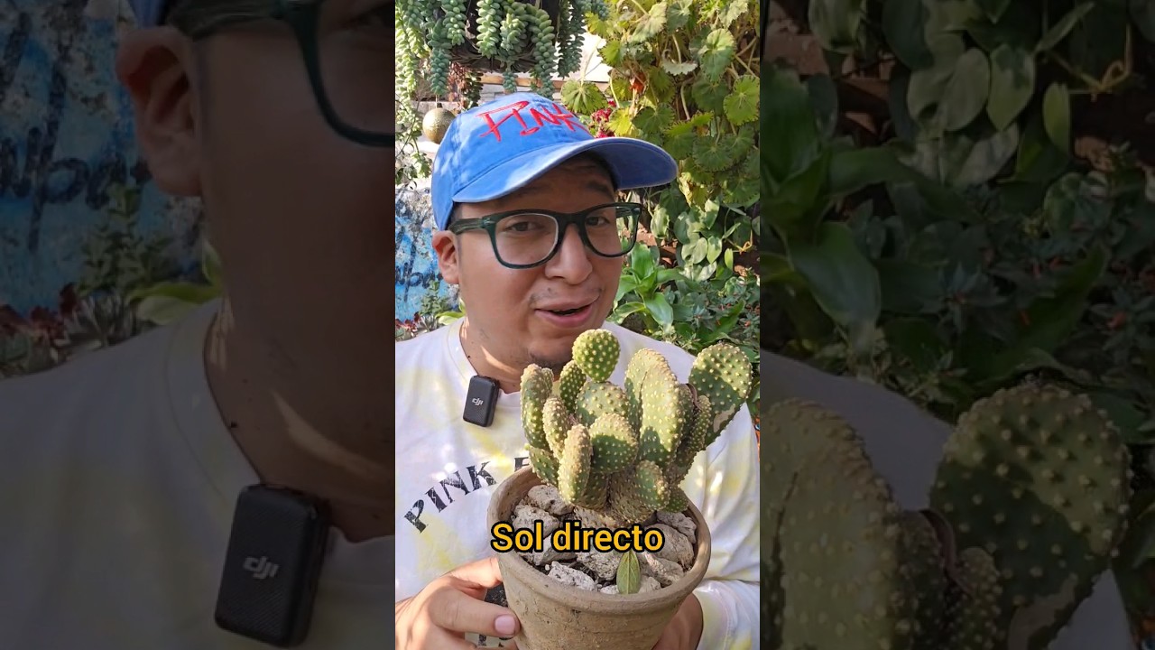 Como Tener Hermosos Cactus #jardin #flores #abono