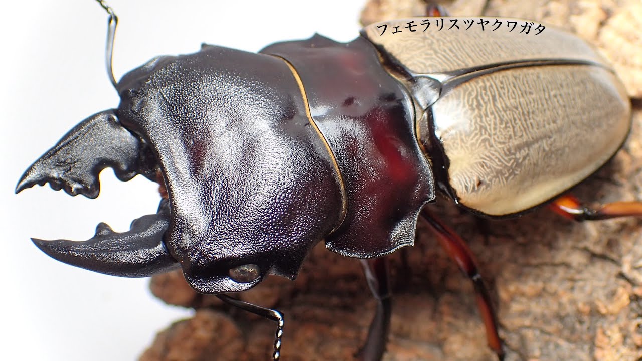 フェモラリスツヤクワガタの成虫掘り出し結果【クワガタ飼育】