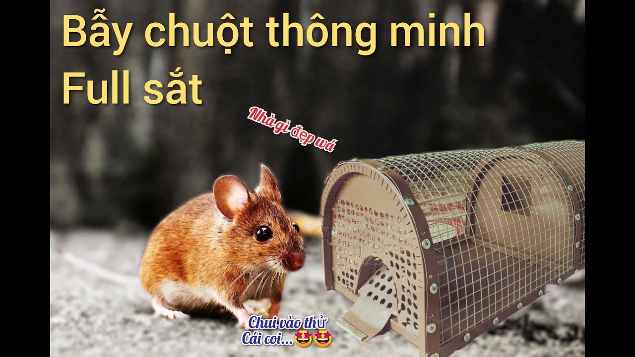 Làm bẫy chuột thông minh full sắt