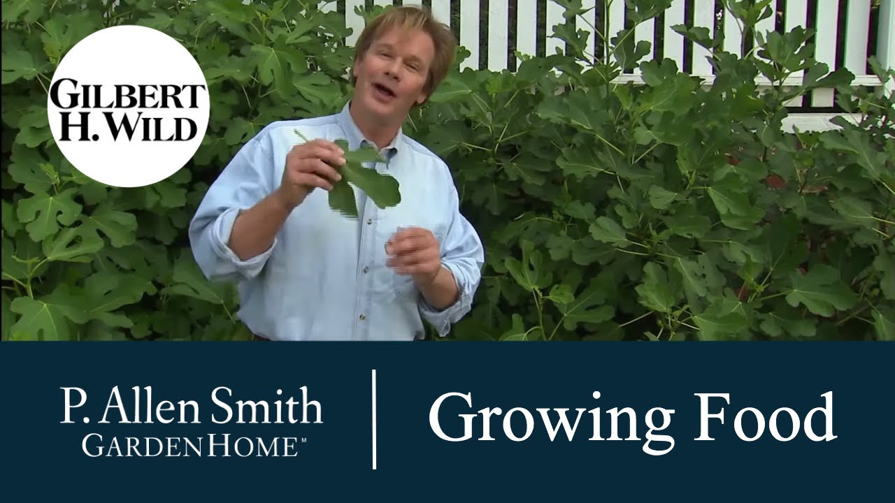 Benefits of Growing Your Own Food | Garden Home (1003)