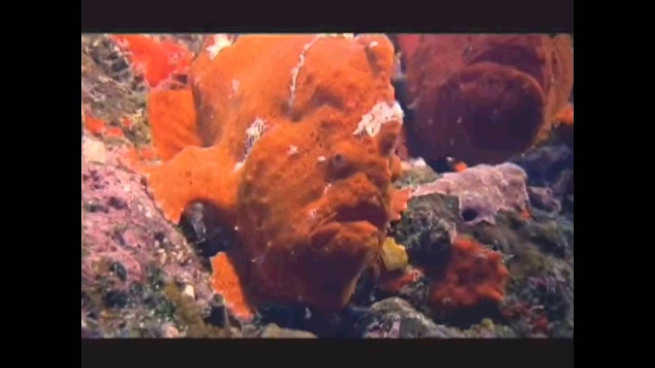 Sad Fish