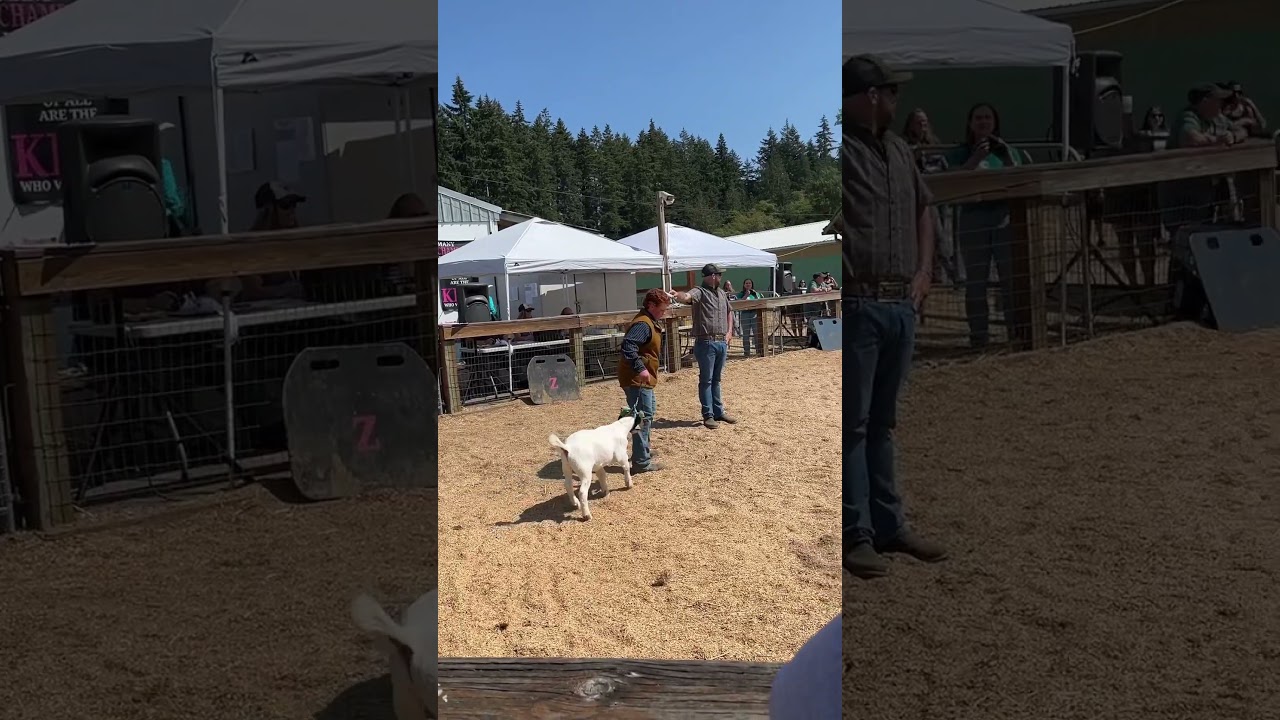 Goat  auction.