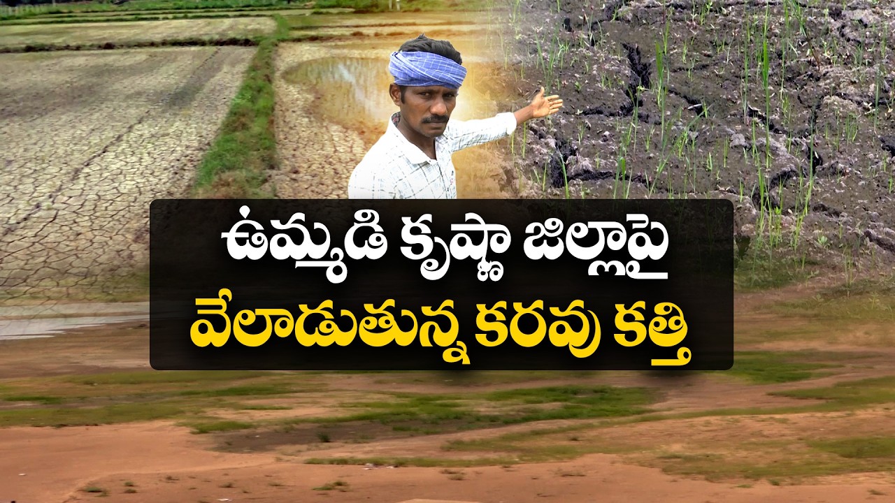 కృష్ణా జిల్లాపై ఎల్&zwnj;నినో పంజా | కృష్ణమ్మ నేలలో కరువు ఛాయలు | వర్షాలు లేక విలవిల్లాడుతున్న రైతులు